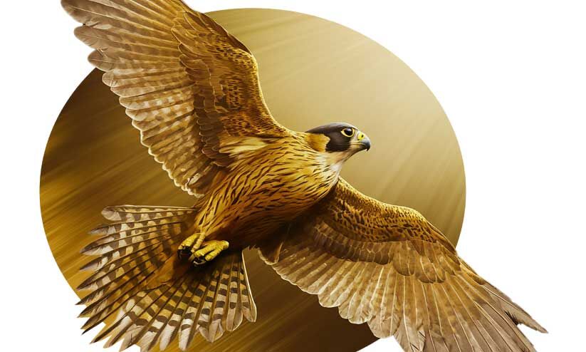 അതിരുകൾക്കപ്പുറം പറന്ന് ‘ഫാല്കണറി’ അതിരുകൾക്കപ്പുറം പറന്ന് ‘ഫാല്കണറി’