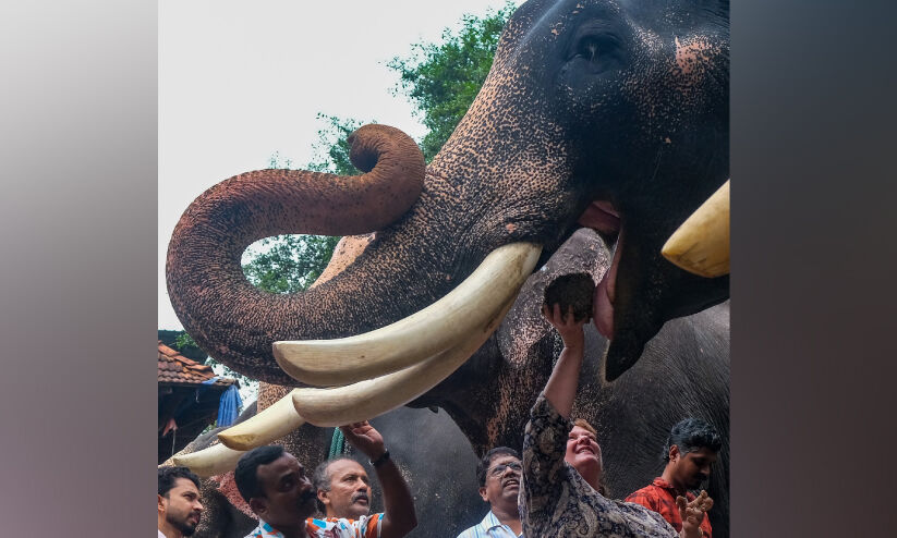 ഗുരുവായൂരില് ആനകള്ക്ക് ഇനി സുഖചികിത്സക്കാലം ഗുരുവായൂരില് ആനകള്ക്ക് ഇനി സുഖചികിത്സക്കാലം