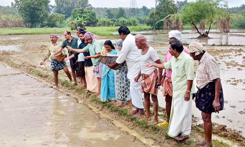 മാവൂർ പാടത്ത് 65 ഏക്കറിൽ നെൽകൃഷി മാവൂർ പാടത്ത് 65 ഏക്കറിൽ നെൽകൃഷി