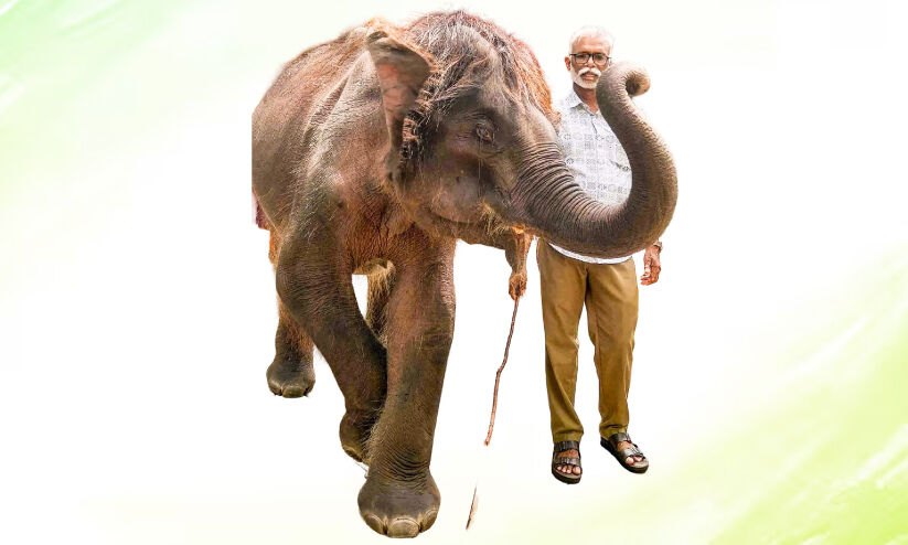 ഇരിയാനെ, നടയാനെ; കോന്നി കൊച്ചയ്യപ്പന് രണ്ടാം ഘട്ട പരിശീലനം തുടങ്ങി ഇരിയാനെ, നടയാനെ; കോന്നി കൊച്ചയ്യപ്പന് രണ്ടാം ഘട്ട പരിശീലനം തുടങ്ങി