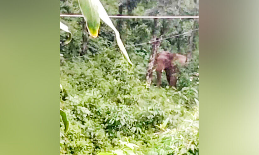 കുളമാംകുഴിയിലും പാട്ടയടമ്പിലും കാട്ടാന കൃഷി നശിപ്പിച്ചു കുളമാംകുഴിയിലും പാട്ടയടമ്പിലും കാട്ടാന കൃഷി നശിപ്പിച്ചു