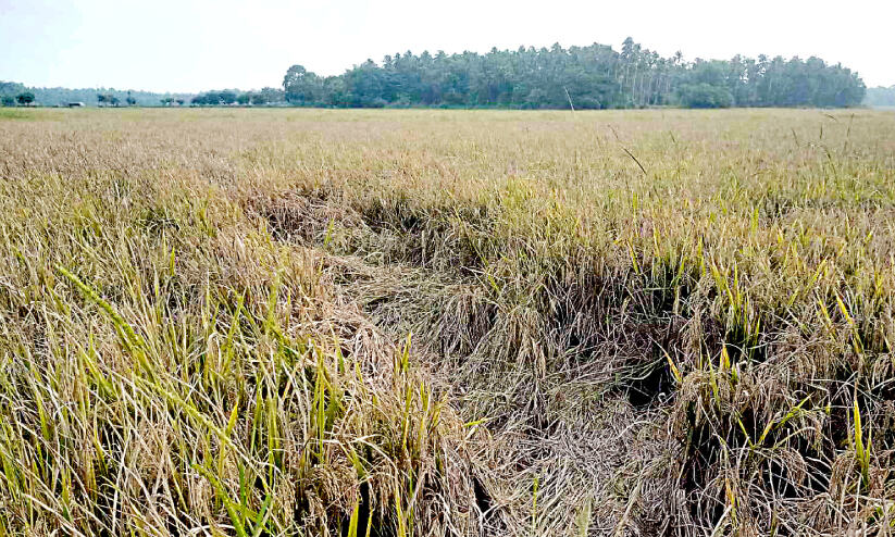 തുടർച്ചയായ മഴ നെൽ കർഷകരുടെ ഉറക്കം കെടുത്തുന്നു തുടർച്ചയായ മഴ നെൽ കർഷകരുടെ ഉറക്കം കെടുത്തുന്നു