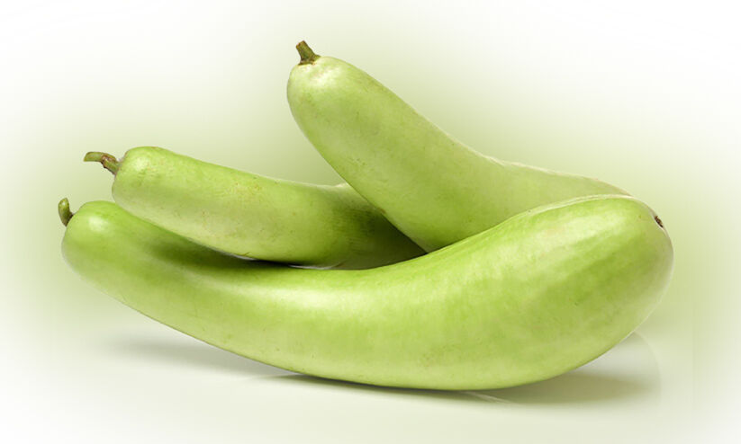 ചുരക്ക കൃഷിചെയ്യാം മികച്ച വിളവ് നേടാം ചുരക്ക കൃഷിചെയ്യാം മികച്ച വിളവ് നേടാം