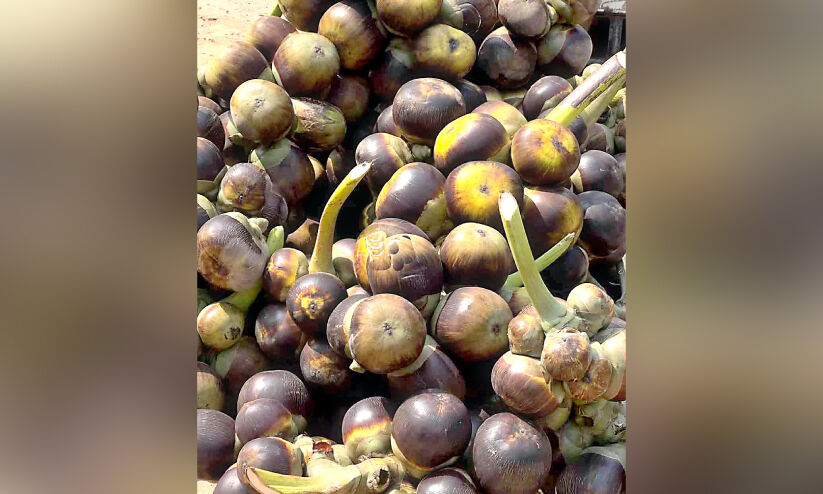 വേ​ന​ല്‍ച്ചൂ​ടും ഉ​ത്സ​വ​കാ​ല​വും: നൊ​ങ്ക് വി​പ​ണി ഉ​ണ​ർ​ന്നു