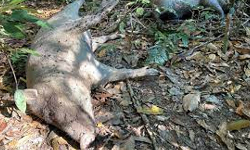 വന്മളയിൽ പന്നികൾ കൂട്ടത്തോടെ ചത്തൊടുങ്ങുന്നു; മുഖം തിരിച്ച് അധികൃതർ