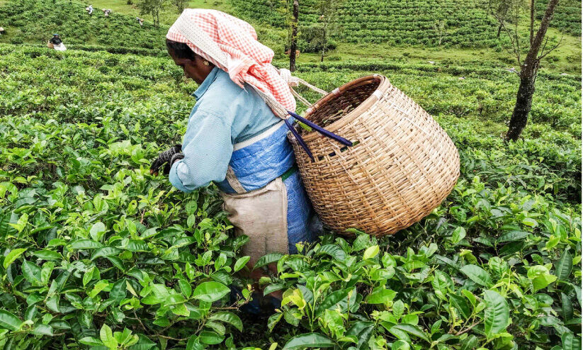 പ്രതീക്ഷയിൽ തേയില കർഷകർ; കൊളുന്ത് ഉൽപാദനം വർധിച്ചു, വിലയും ഉയർന്നു പ്രതീക്ഷയിൽ തേയില കർഷകർ; കൊളുന്ത് ഉൽപാദനം വർധിച്ചു, വിലയും ഉയർന്നു