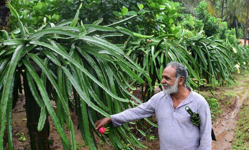 സ്ക​റി​യ പി​ള്ള​; സമ്മിശ്ര കൃഷിയിൽ വ്യത്യസ്തൻ