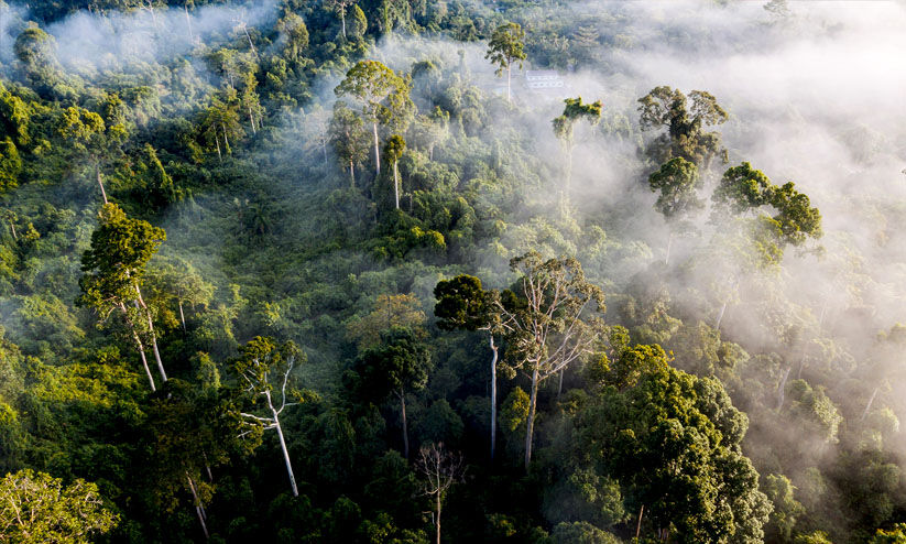 ഉഷ്ണമേഖലാ വനങ്ങൾക്കുമേൽ നിഴൽവിരിച്ച് കാലാവസ്ഥാ വ്യതിയാനം ഉഷ്ണമേഖലാ വനങ്ങൾക്കുമേൽ നിഴൽവിരിച്ച് കാലാവസ്ഥാ വ്യതിയാനം