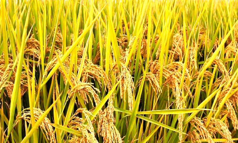 തൂക്കക്കിഴിവ്​; നെൽ കർഷകരുടെ കുത്തിനു​പിടിച്ച്​ ഇടനിലക്കാർ; കൂട്ടിന്​ പാഡി ഓഫിസർമാരും