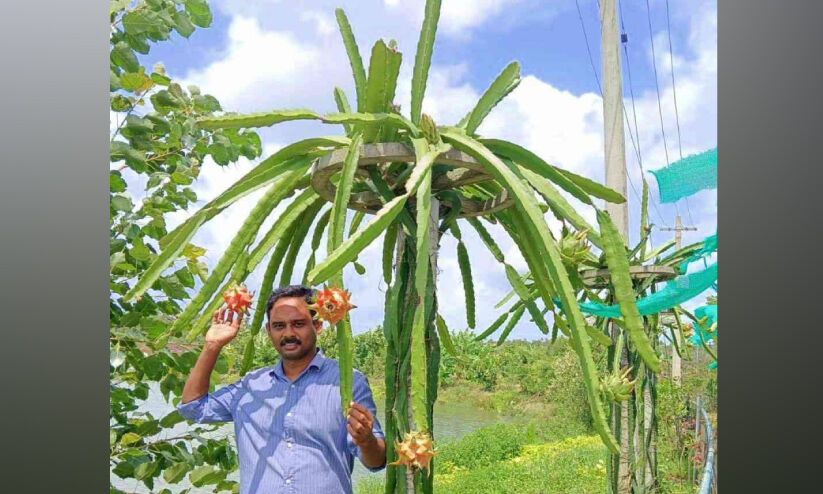 ഡ്രാഗൺ ഫ്രൂട്ട് കൃഷിയിൽ ചുവട് വെച്ച് ലിന്റോ ഡ്രാഗൺ ഫ്രൂട്ട് കൃഷിയിൽ ചുവട് വെച്ച് ലിന്റോ