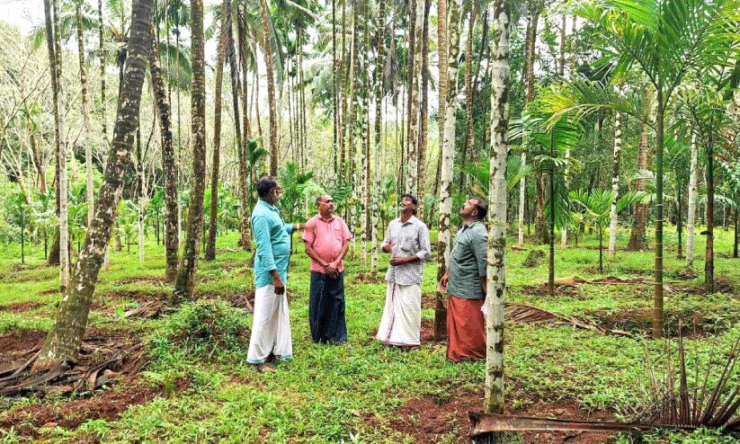 കാര്ഷിക വിളകള് മോഷ്ടിക്കുന്നതായി പരാതി കാര്ഷിക വിളകള് മോഷ്ടിക്കുന്നതായി പരാതി