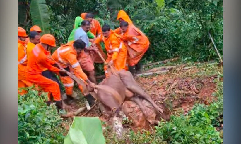 കാ​ണാ​താ​യ പ​ശു കു​ഴി​യി​ൽ; ഒ​ടു​വി​ൽ അ​ഗ്നി​ര​ക്ഷാ​സേ​ന ര​ക്ഷ​ക​രാ​യി