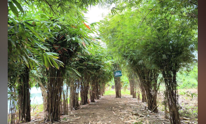 പു​ഴ​യു​ടെ കു​ളി​ര​ണി​യാം, മു​ള​ങ്കാ​ടി​ന്‍റെ പാ​ട്ടു​കേ​ൾ​ക്കാം...