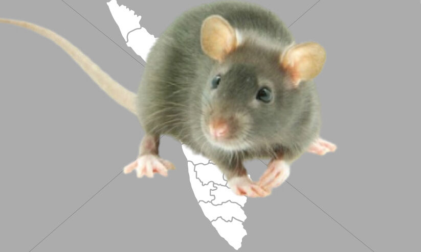 ജൂണിൽ എലിപ്പനി ബാധിച്ച് മരിച്ചത് 22 പേർ ജൂണിൽ എലിപ്പനി ബാധിച്ച് മരിച്ചത് 22 പേർ