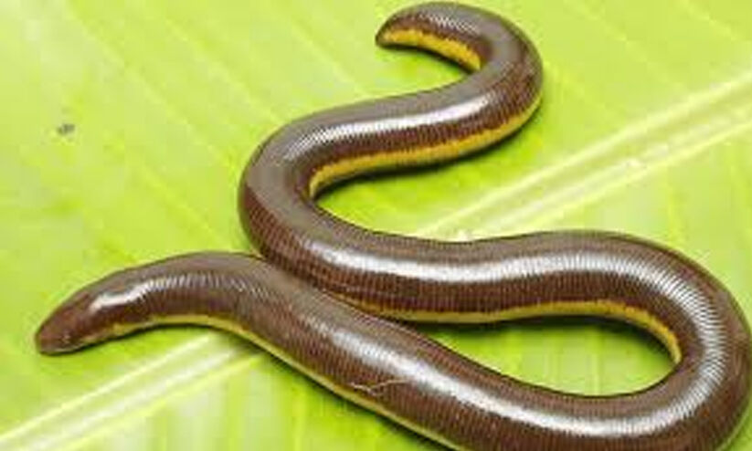 ഇരുതലമൂരി: മറിയുന്നത് ലക്ഷങ്ങൾ