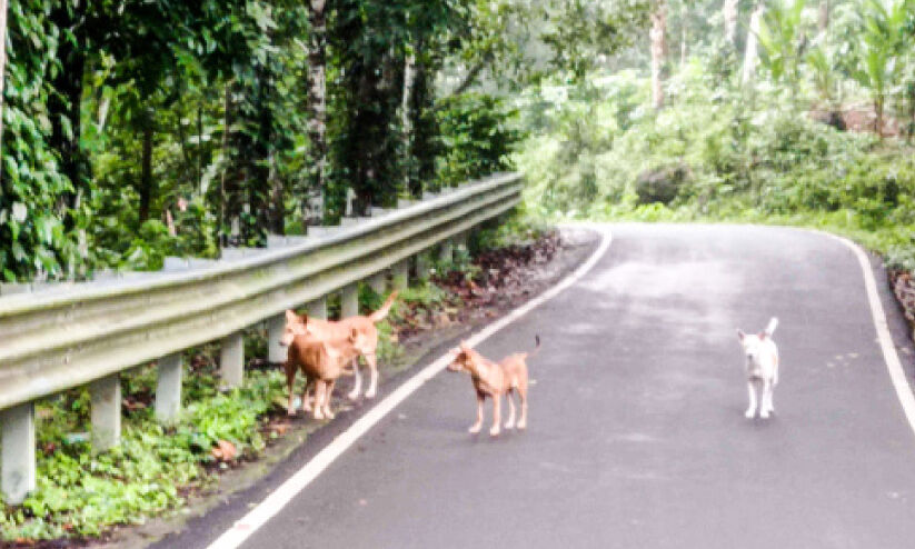 ചുങ്കപ്പാറ-ആലപ്രക്കാട് റോഡിൽ തെരുവുനായ്​ ശല്യം രൂക്ഷം