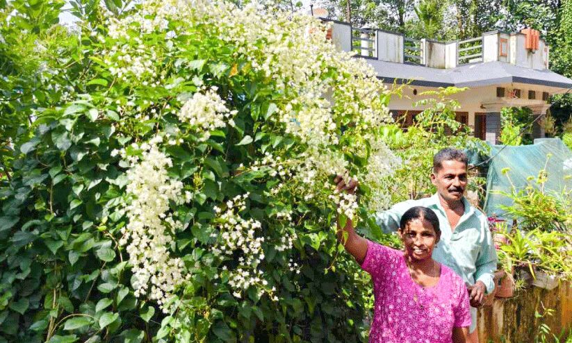 മണിമുല്ല പൂത്തുലഞ്ഞു; ‘കുളിരാ’യി സുഗന്ധം മണിമുല്ല പൂത്തുലഞ്ഞു; ‘കുളിരാ’യി സുഗന്ധം