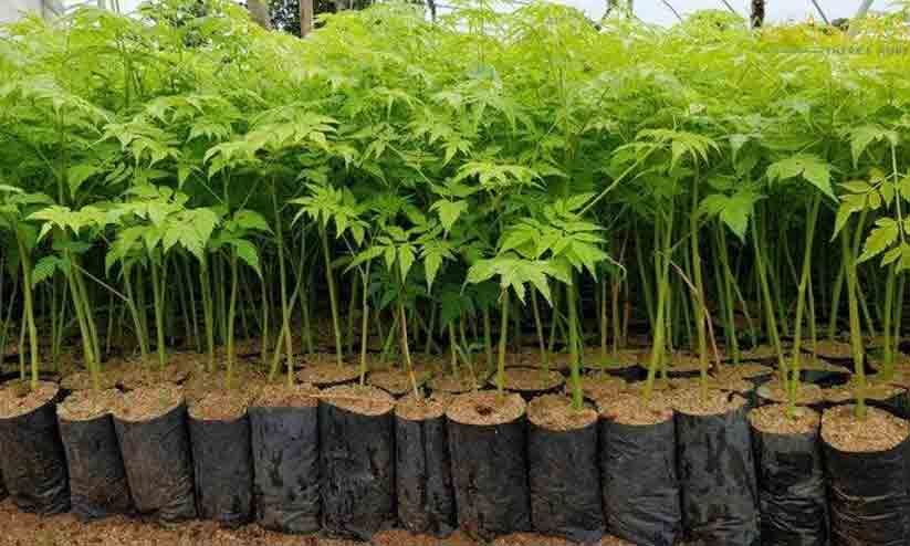 10 വർഷം കൃഷി ചെയ്താൽ ഒരു കോടിയിലധികം വരുമാനം; അധികമാരും ചെയ്തുനോക്കാത്ത ഈ കൃഷിയെക്കുറിച്ചറിയാം 10 വർഷം കൃഷി ചെയ്താൽ ഒരു കോടിയിലധികം വരുമാനം; അധികമാരും ചെയ്തുനോക്കാത്ത ഈ കൃഷിയെക്കുറിച്ചറിയാം