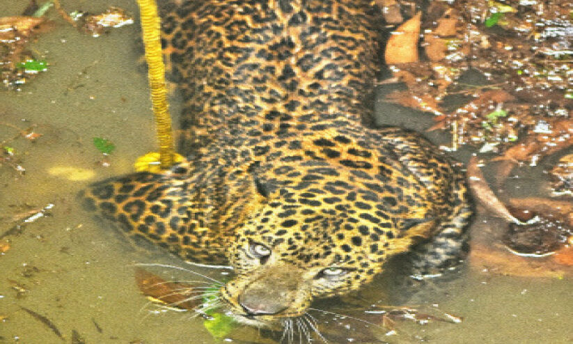 കണ്ണൂരിൽ വീട്ടുകിണറ്റിൽ പുലി; ഒടുവിൽ ചത്തു