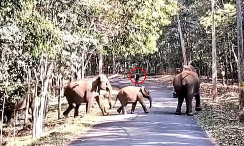 കാടിറങ്ങി ചില്ലിക്കൊമ്പൻ; തോട്ടം മേഖല ഭീതിയിൽ