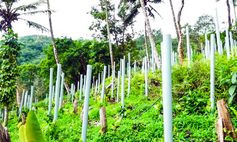 കുരുമുളക് കൃഷിയിൽ പുതുമാതൃക; ഇത്​ കാക്കിക്കുളളിലെ കര്‍ഷകന്‍