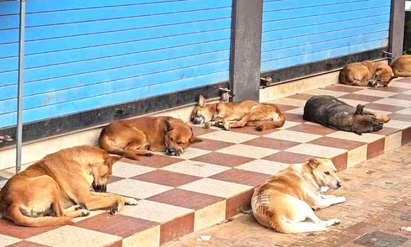 വ്യാപാര സ്ഥാപനങ്ങൾ കൈയടക്കി നായ്ക്കൂട്ടം വ്യാപാര സ്ഥാപനങ്ങൾ കൈയടക്കി നായ്ക്കൂട്ടം