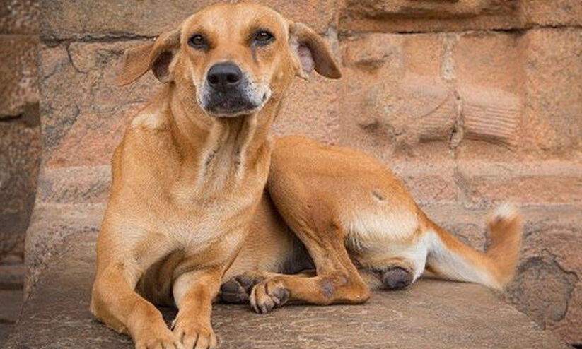 കോഴികളെ കൊന്നൊടുക്കി തെരുവുനായ്​ക്കൾ; പൊറുതിമുട്ടി വാഴക്കാല നിവാസികൾ