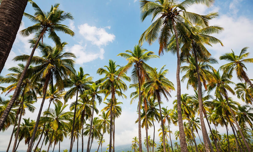 ടെന്‍റ്​ സിറ്റി പദ്ധതിക്കുവേണ്ടി തെങ്ങുകൾ നശിപ്പിച്ചതായി പരാതി; ല‍ക്ഷദ്വീപിൽ വിവാദം