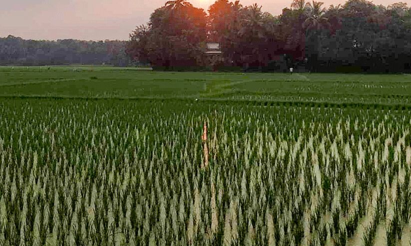 നാ​ട​ന്‍ പാ​ട്ടി​ന്‍റെ ചേ​ലി​ല്ലെ​ങ്കി​ലും ബം​ഗാ​ളി രാ​ഗ​ത്തി​ല്‍ ന​ടീ​ല്‍