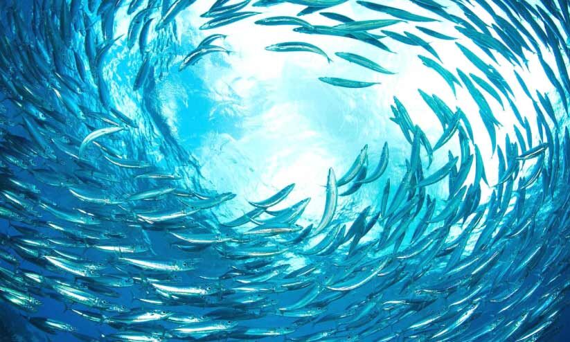 മത്തിക്ക് സംഭവിക്കുന്നത് മത്തിക്ക് സംഭവിക്കുന്നത്