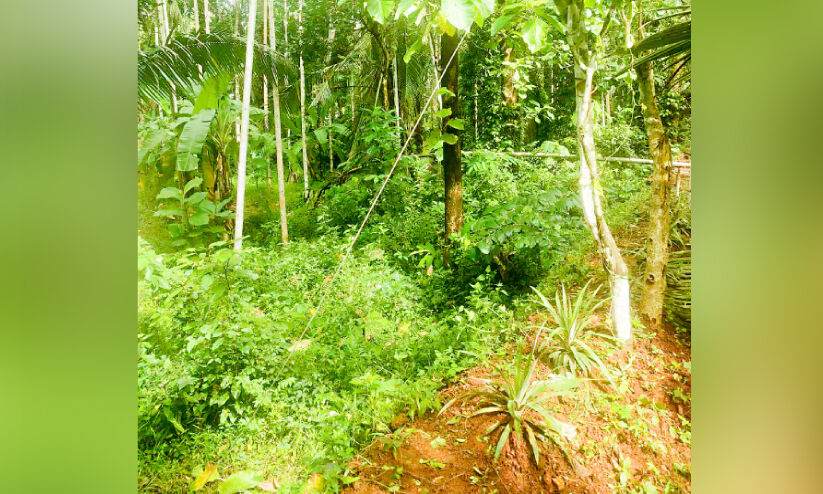 അപകടക്കെണിയറിയാതെ മുഹമ്മദ് ഷാ നടന്നടുത്തത് മരണത്തിലേക്ക് അപകടക്കെണിയറിയാതെ മുഹമ്മദ് ഷാ നടന്നടുത്തത് മരണത്തിലേക്ക്