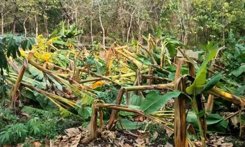 വിളനാശം നേരിട്ട കർഷകർക്ക് ഓണത്തിനും സഹായമില്ല വിളനാശം നേരിട്ട കർഷകർക്ക് ഓണത്തിനും സഹായമില്ല