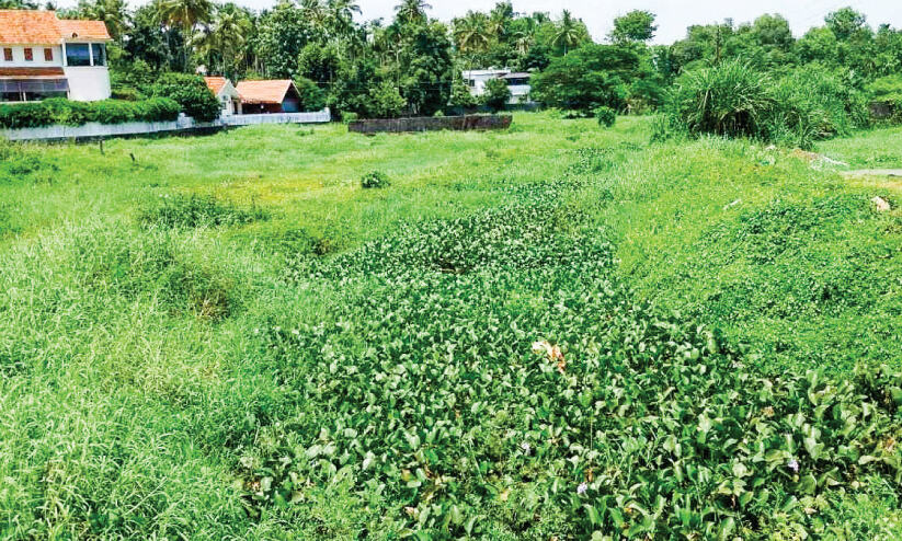 മാലിന്യം അടിഞ്ഞുകൂടി; പറയൻതോട്ടിൽ ഒഴുക്ക് നഷ്ടപ്പെട്ടു മാലിന്യം അടിഞ്ഞുകൂടി; പറയൻതോട്ടിൽ ഒഴുക്ക് നഷ്ടപ്പെട്ടു