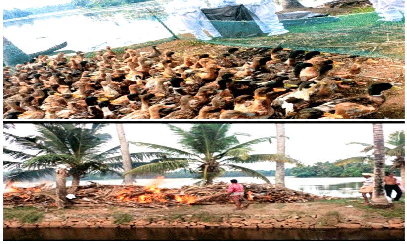 പക്ഷിപ്പനി; താറാവുകളെ കൊന്നൊടുക്കി