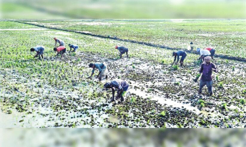 അവർ പണിമുടക്കിയാൽ, ഈ പാടശേഖരങ്ങൾ തരിശാകും