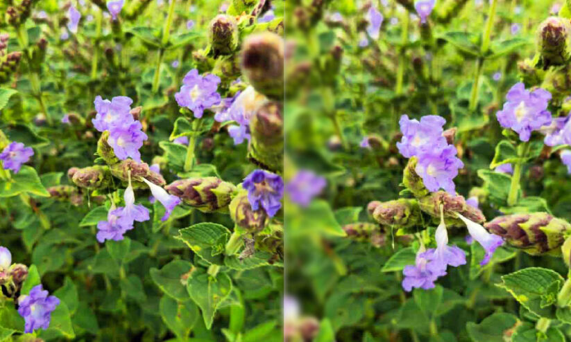 നീലഗിരിയിൽ വിരിയുന്ന കുറിഞ്ഞിപ്പൂക്കൾ നീലഗിരിയിൽ വിരിയുന്ന കുറിഞ്ഞിപ്പൂക്കൾ