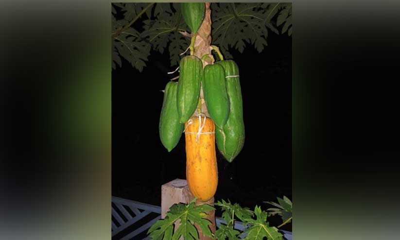 അമ്പമ്പോ...വമ്പൻ കപ്പളങ്ങ അമ്പമ്പോ...വമ്പൻ കപ്പളങ്ങ