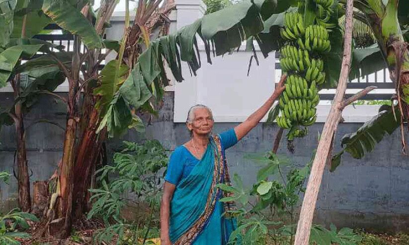 84ാം വയസ്സിലും ത്രേസ‍്യാമ്മക്ക് കൃഷി ജീവൻ തന്നെ