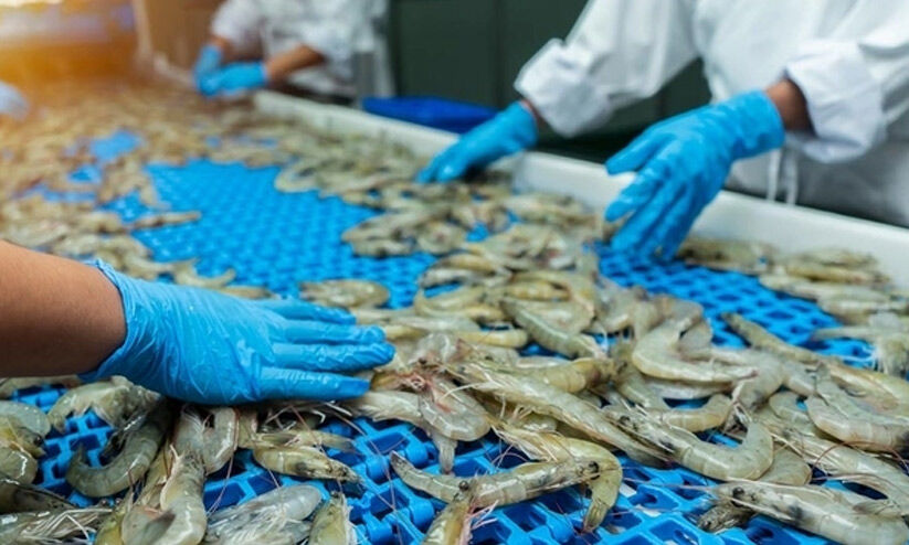 അമേരിക്കയുടെ തീരുവ വർധന; സമുദ്രോൽപന്ന വ്യവസായം തകരുമെന്ന് ആശങ്ക അമേരിക്കയുടെ തീരുവ വർധന; സമുദ്രോൽപന്ന വ്യവസായം തകരുമെന്ന് ആശങ്ക