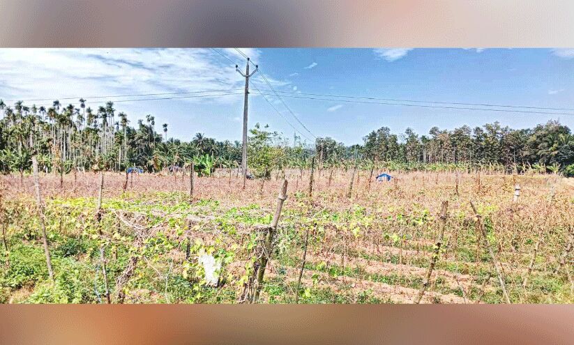 പ​ച്ച​ക്ക​റി കൃഷി ചേ​ല​ക്ക​ര​യു​ടെ പ്രതാപത്തിന് മങ്ങൽ