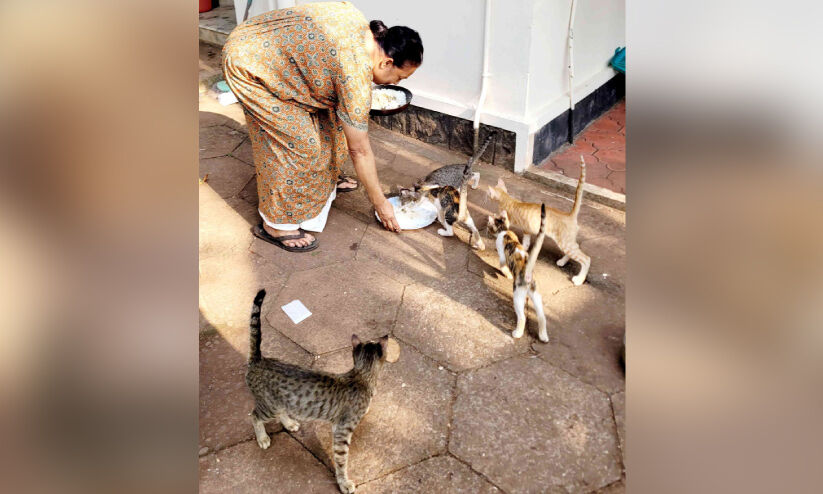 തെരുവിലെ അരുമകൾക്ക് കരുതലുമായി ലത ടീച്ചർ തെരുവിലെ അരുമകൾക്ക് കരുതലുമായി ലത ടീച്ചർ