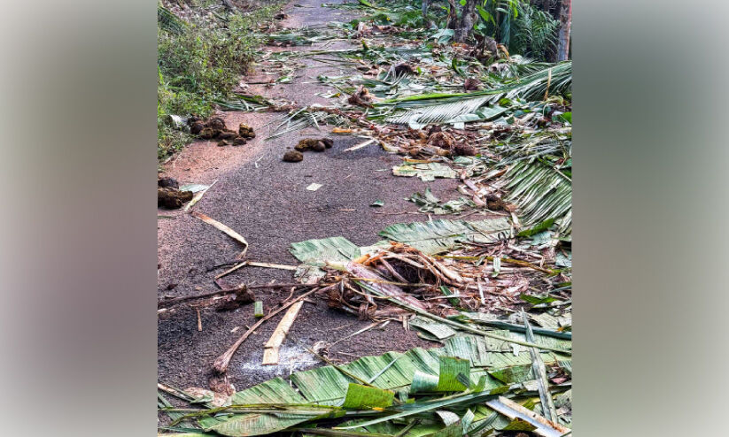 ഓ​ട​ക്ക​യ​ത്ത് വീ​ണ്ടും കാ​ട്ടാ​ന​ക്കൂ​ട്ടം; വ്യാ​പ​ക കൃ​ഷി നാ​ശം