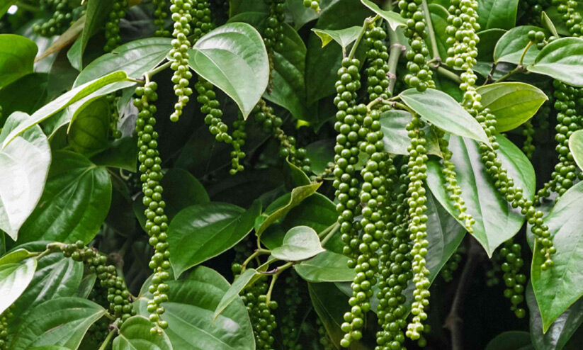 വില ഇടിഞ്ഞ് കറുത്ത പൊന്ന് വില ഇടിഞ്ഞ് കറുത്ത പൊന്ന്