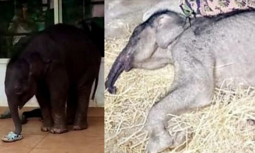 ചേകാടി സ്കൂളിലെത്തി കുറുമ്പ് കാട്ടിയ ആനക്കുട്ടി ചരിഞ്ഞു ചേകാടി സ്കൂളിലെത്തി കുറുമ്പ് കാട്ടിയ ആനക്കുട്ടി ചരിഞ്ഞു