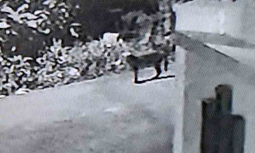 ഏഴാറ്റുമുഖം വനത്തോട് ചേർന്ന മൂക്കന്നൂർ നിവാസികൾ പുലിപ്പേടിയിൽ; സി.സി.ടി.വി കാമറയിൽ പുലിയുടെ ദൃശ്യം