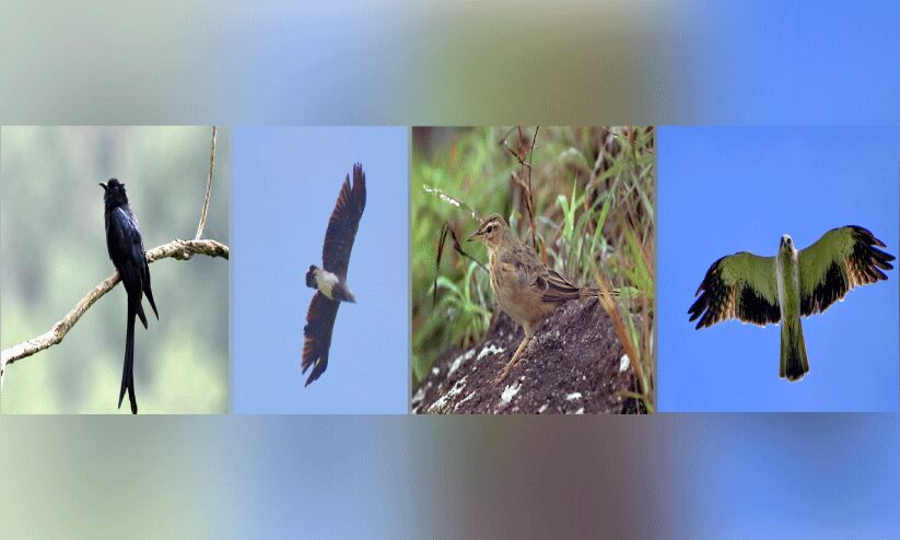 തിരുവനന്തപുരത്ത് 183 പക്ഷി വിഭാഗങ്ങൾ; നാല് അപൂർവ ഇനങ്ങളും തിരുവനന്തപുരത്ത് 183 പക്ഷി വിഭാഗങ്ങൾ; നാല് അപൂർവ ഇനങ്ങളും