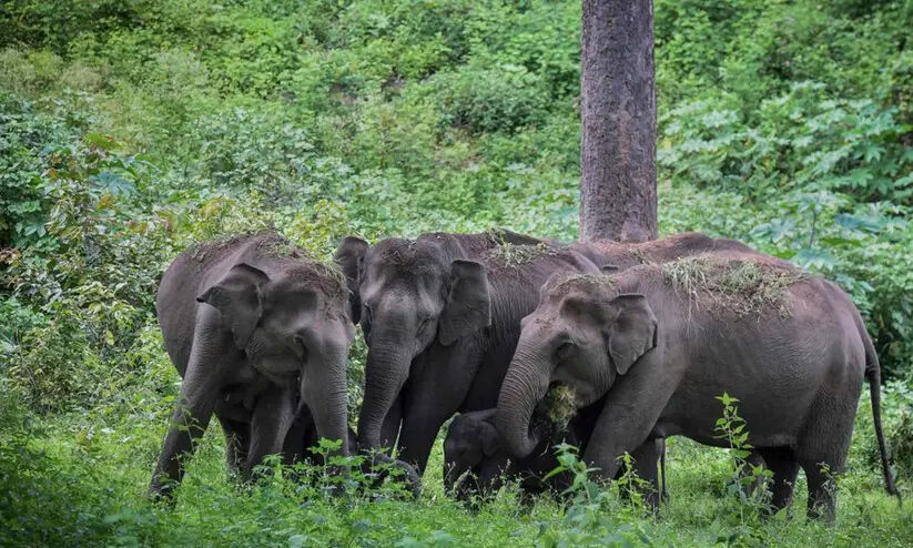 നമ്മുടെ കാട്ടാനകൾ എവിടെ? നമ്മുടെ കാട്ടാനകൾ എവിടെ?