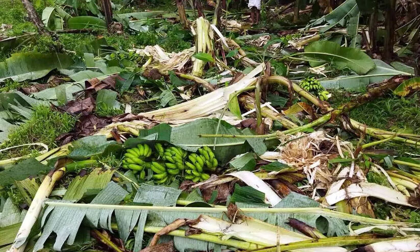 നഷ്ടപരിഹാരമില്ല; കൃഷി നഷ്ടം തന്നെ