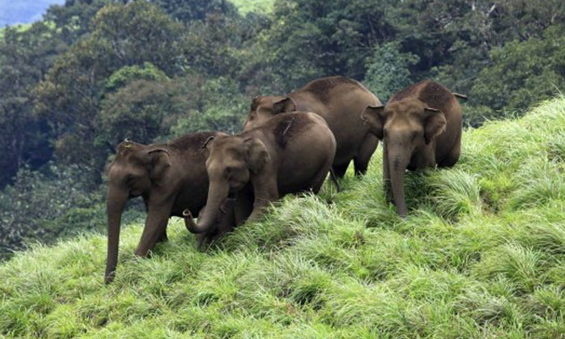 ആനമതിൽ ഇനി എന്ന് ? മന്ത്രിതല ഇടപെടലുണ്ടായിട്ടും കാര്യമുണ്ടായില്ല ആനമതിൽ ഇനി എന്ന് ? മന്ത്രിതല ഇടപെടലുണ്ടായിട്ടും കാര്യമുണ്ടായില്ല