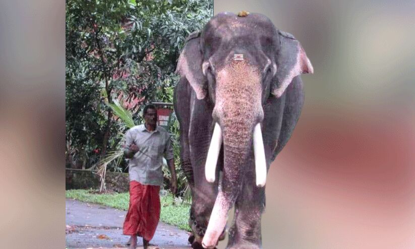 കോന്നി സോമൻ ഗിന്നസ് റെക്കോഡിലേക്ക് കോന്നി സോമൻ ഗിന്നസ് റെക്കോഡിലേക്ക്